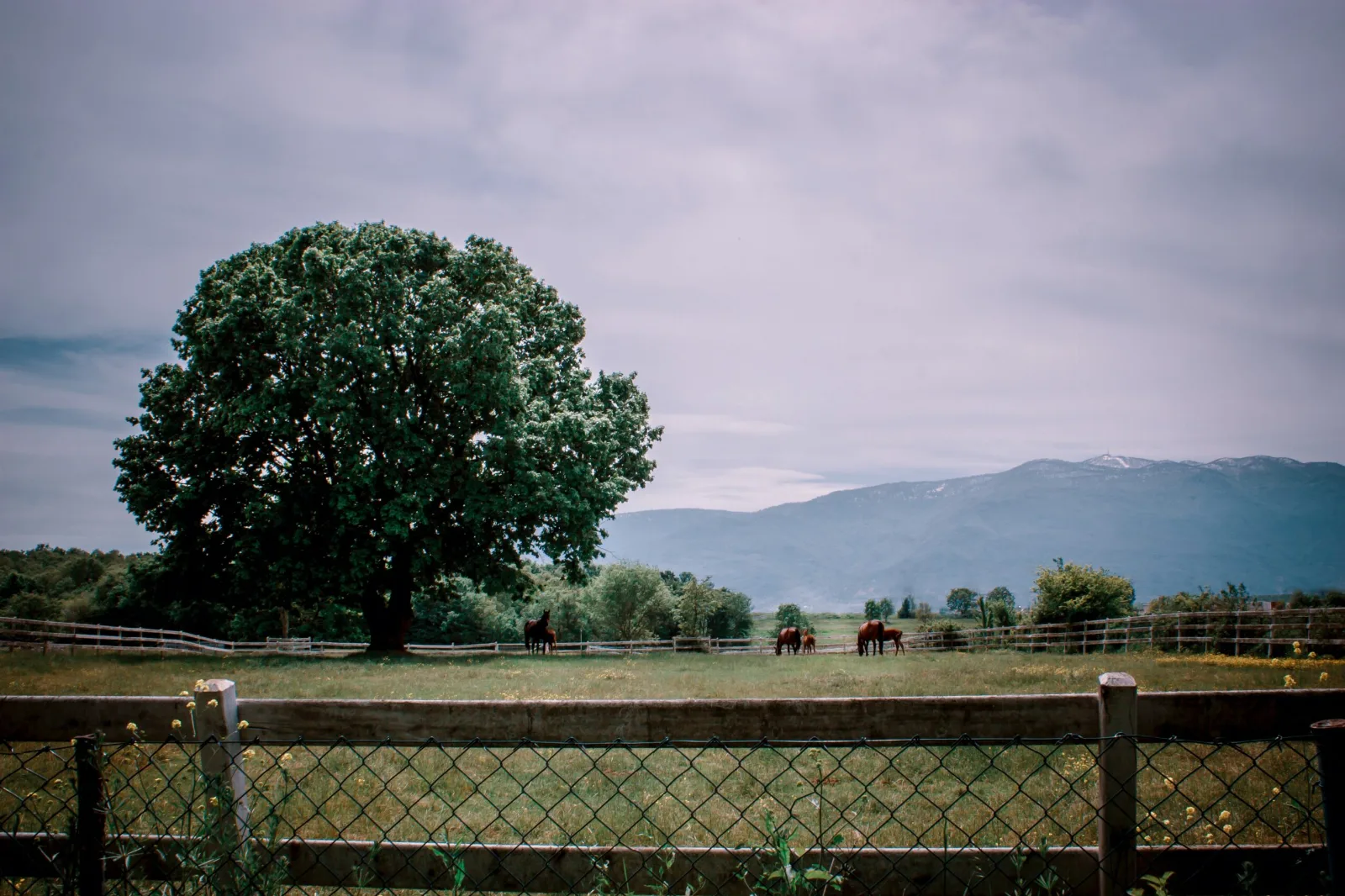 The Pros and Cons to Chain Link Fencing