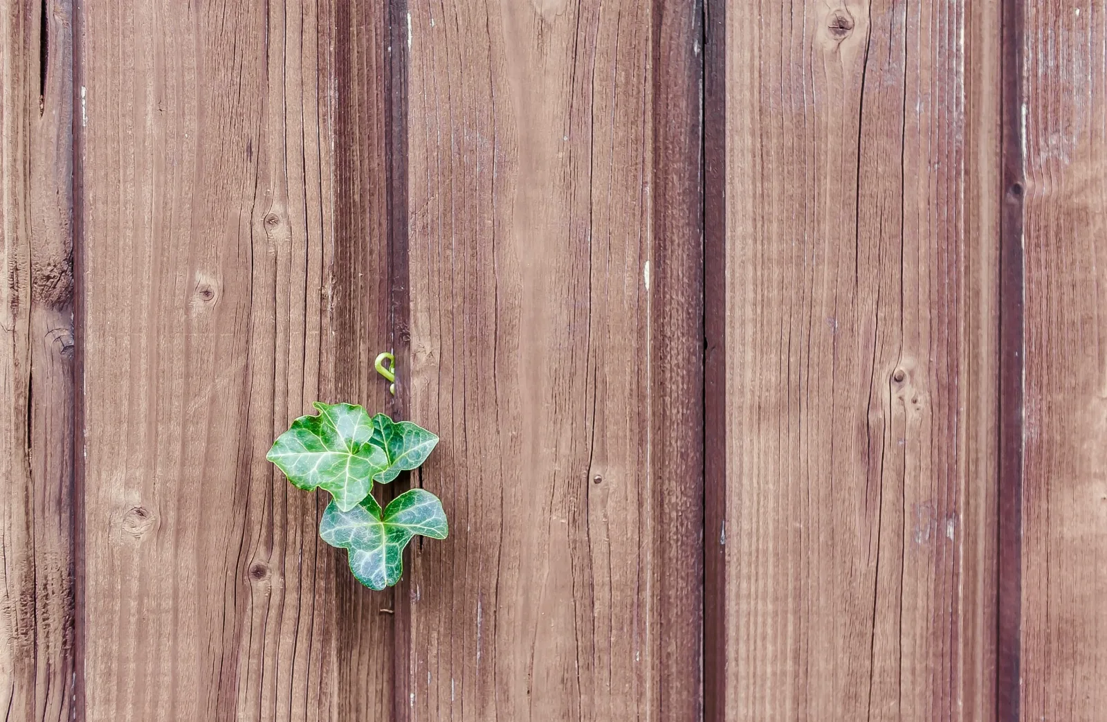 4 Signs You Need to Replace Your Wooden Fence